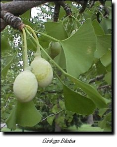 EL  GINKGO